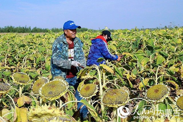 秋收時(shí)節(jié)，農(nóng)戶采收向日葵。人民網(wǎng) 張聿修攝