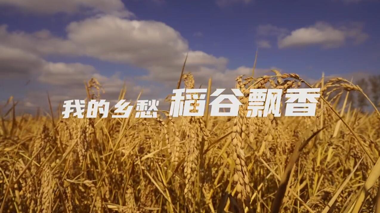 我的鄉(xiāng)愁，稻谷飄香