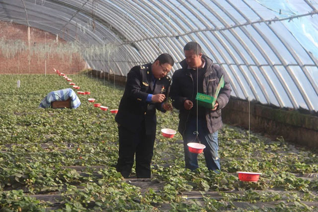 王浦旭正在大棚教授農(nóng)戶種植技術(shù)。趙冬霞攝