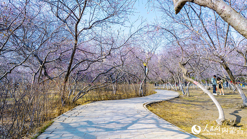 清明節(jié)前，呼和浩特市公主府公園的桃花初綻，春色明媚。樂(lè)炎攝