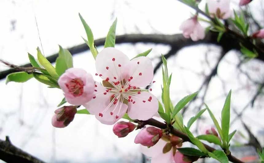 山桃盛開(kāi)。欣坤達(dá)來(lái)攝