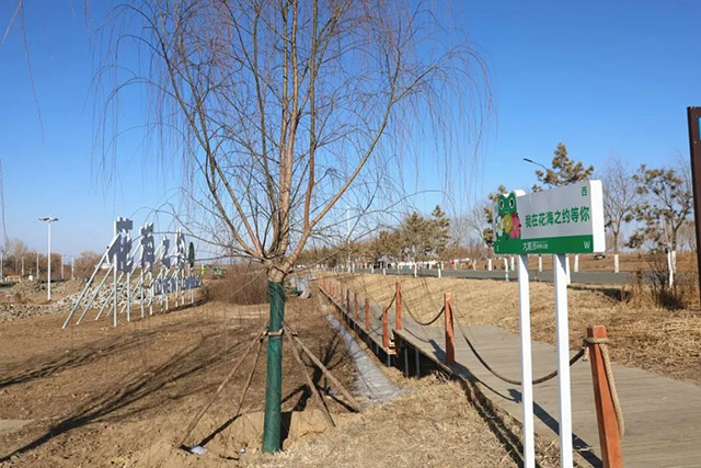 大黑河郊野花帶——花海之約段樹木栽種完成
