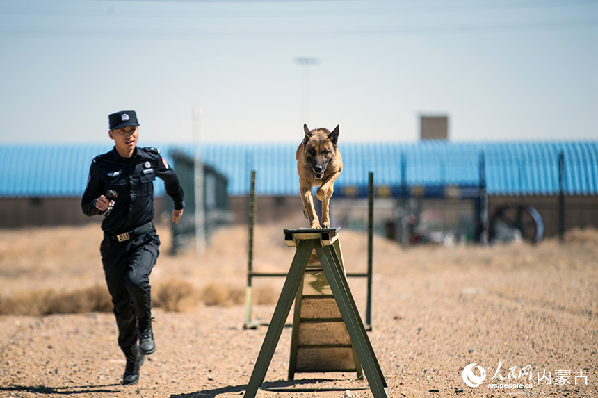 警犬訓(xùn)導(dǎo)員組織警犬進(jìn)行跨越障礙訓(xùn)練。郭鵬杰攝