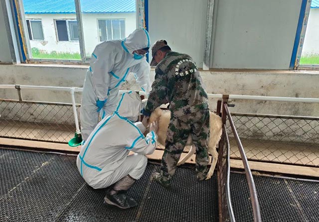 防疫人員正在抽血檢查。