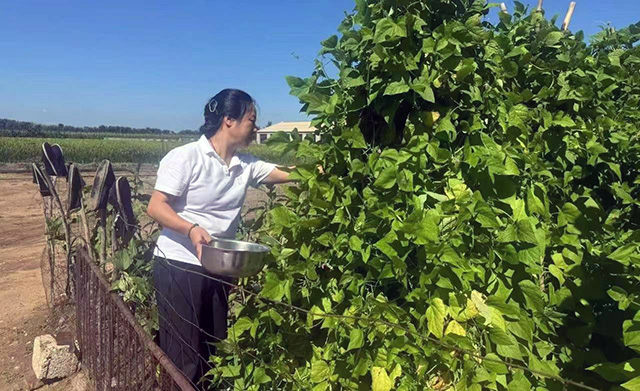 庭院經(jīng)濟(jì)種植蔬菜。