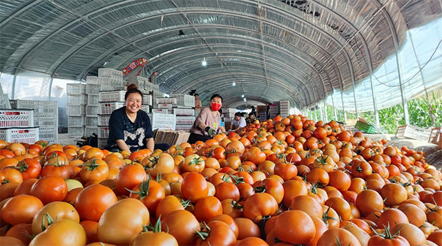 8月10日，王爺府鎮(zhèn)喇嘛地村的番茄喜迎豐收，村民們正在熟練的挑選成熟飽滿(mǎn)的番茄進(jìn)行打包。王中文 攝