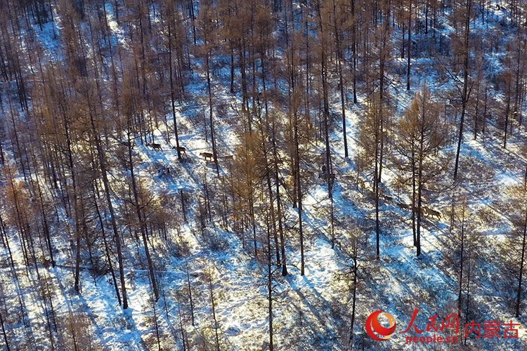 馴鹿穿行在林海間。根河市融媒體中心供圖