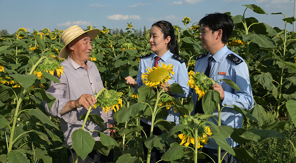 稅務(wù)干部在葵花種基地了解向日葵種植、收購(gòu)情況。
