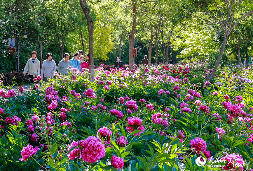 6月3日，游客在呼和浩特市玉泉區(qū)錫林公園芍藥園區(qū)拍照游玩。丁根厚攝