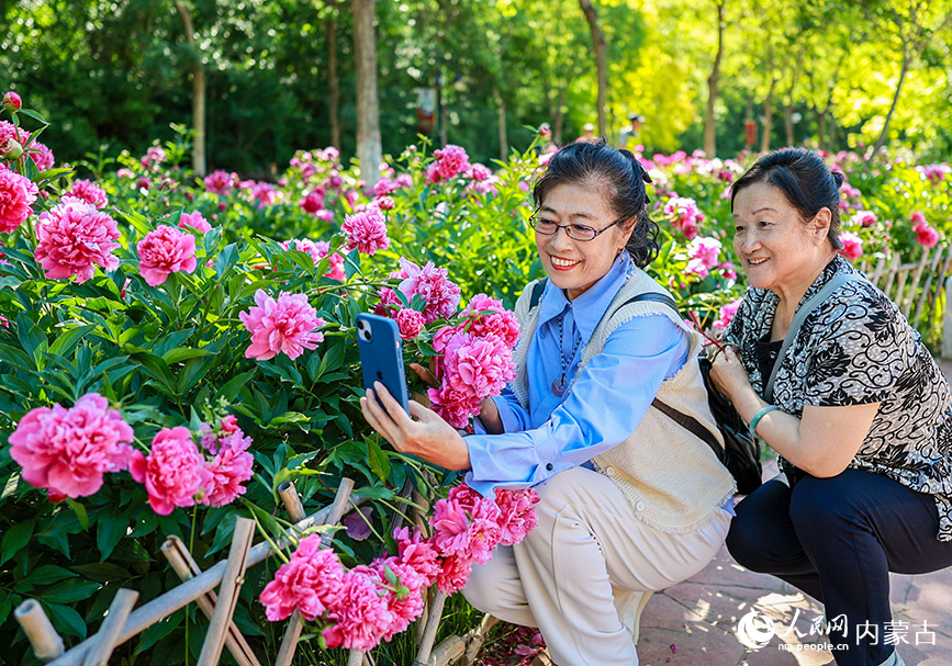 6月3日，游客在呼和浩特市玉泉區(qū)錫林公園芍藥園區(qū)拍照游玩。丁根厚攝