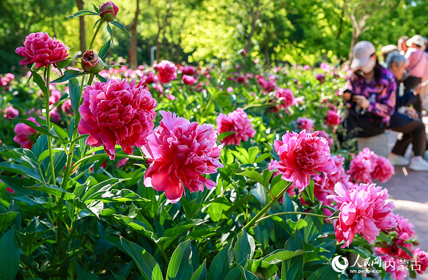 6月3日，游客在呼和浩特市玉泉區(qū)錫林公園芍藥園區(qū)拍照游玩。丁根厚攝