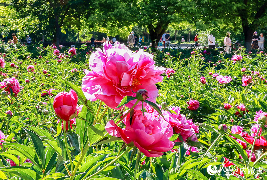 6月3日，游客在呼和浩特市玉泉區(qū)錫林公園芍藥園區(qū)拍照游玩。丁根厚攝
