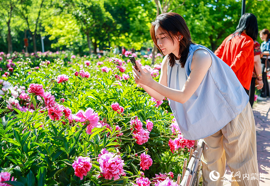 6月3日，游客在呼和浩特市玉泉區(qū)錫林公園芍藥園區(qū)拍照游玩。丁根厚攝