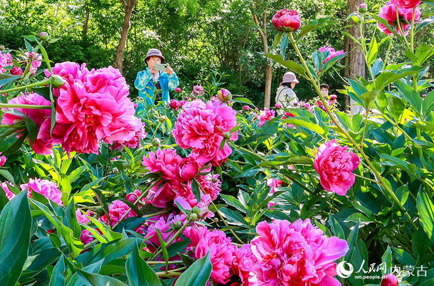 6月3日，游客在呼和浩特市玉泉區(qū)錫林公園芍藥園區(qū)拍照游玩。丁根厚攝