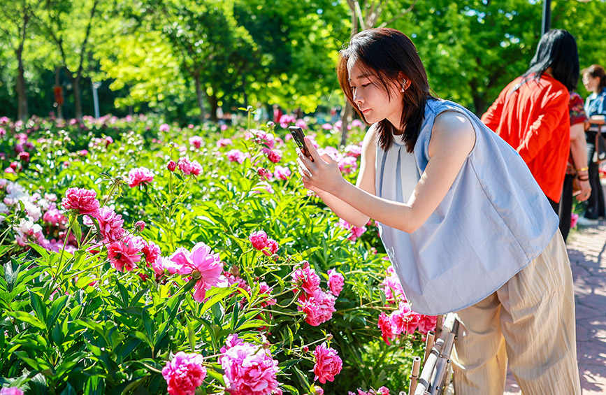 內(nèi)蒙古呼和浩特：芍藥花開引客來